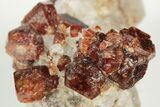 Hessonite Garnets in Calcite - Harts Ranges, Australia #130667-5